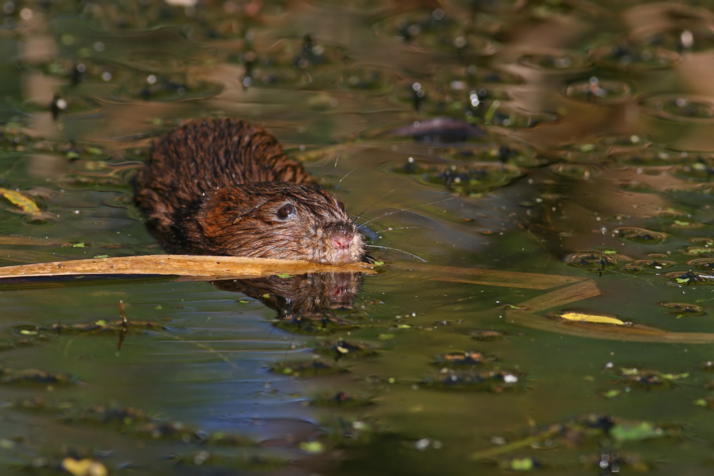 Water Vole 1